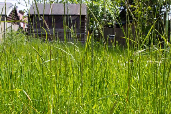 Cost of Overgrown Lawn Trimming in Manassas