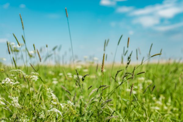 Cost of High Grass Trimming in Manassas
